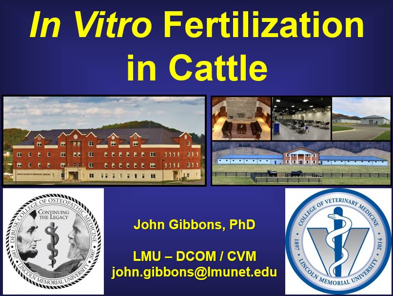 In Vitro Fertilization in Cattle